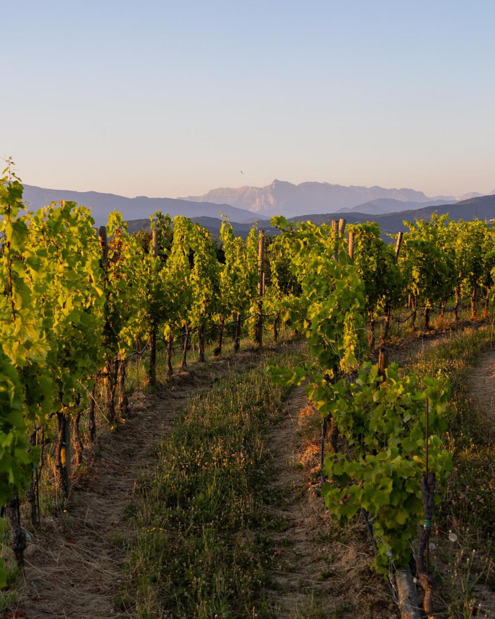 Tenuta Perusini Corno di Rosazzo Екстериор снимка